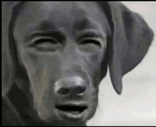 a black dog with a man 's face on it 's face