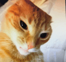 a close up of an orange cat 's face with black eyes