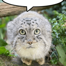 a close up of a cat with a speech bubble above its head .