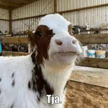 a brown and white calf is standing in a fenced in area and says tja on the bottom right