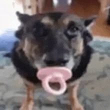 a dog with a pacifier in its mouth .