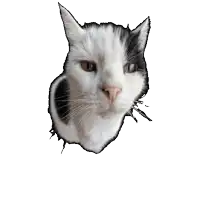 a black and white cat 's face is visible through a hole in the wall