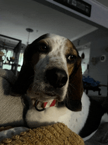 a brown and white dog with a red and white collar is laying on a couch