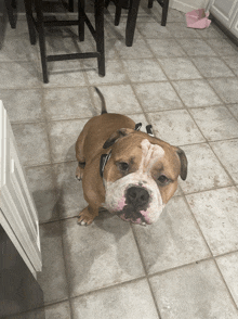 a brown and white bulldog laying on a tiled floor