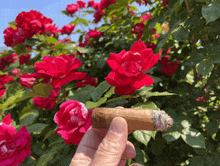 person holding a cigar in front of a bush of red roses