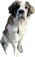 a brown and white dog on a leash looks up at the camera