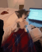 a kitten is sitting on a person 's lap in front of a laptop