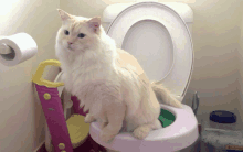 a cat is sitting on a pink toilet with a pink item that says ' little tikes ' on it