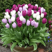 purple and white tulips are in a pot outside