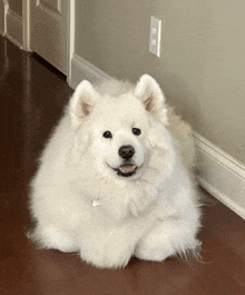 a fluffy white dog is laying on a wooden floor