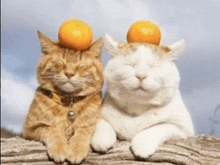 two cats with oranges on their heads are laying on a log