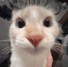 a close up of a white cat 's face with a red nose