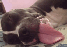 a dog laying on a bed with its tongue out