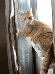 a cat sits on a window sill looking out the window