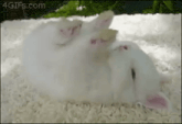 a white kitten is laying on its back on a white carpet .