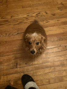 a brown dog sitting on a wooden floor looking up at the camera