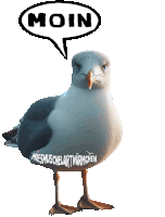 a seagull with a speech bubble that says moin above it