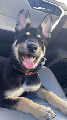 a black and white dog with its tongue hanging out is sitting in the back seat of a car