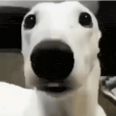 a close up of a dog 's face with a black nose .