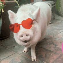 a pig wearing a pair of red heart shaped glasses