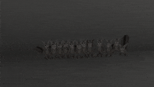 a row of rabbits are standing in a row in a dark room