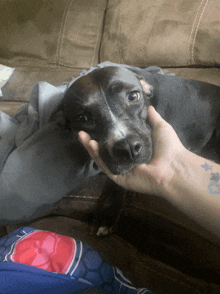 a person with a tattoo on their arm holds a black dog