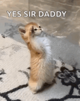 a kitten standing on its hind legs with the words yes sir daddy behind it