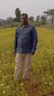 a man in a blue shirt and khaki pants stands in a field of yellow flowers