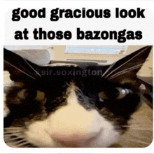 a picture of a cat with the caption good gracious look at those bazongas