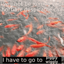 a bunch of red fish are swimming in the water with a caption that says i will not