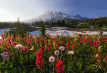 a field of flowers with a mountain in the background and a copyright watermark on the bottom left