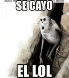 a cartoon of a monkey with a surprised look on its face and the words `` se cayo el lol '' .