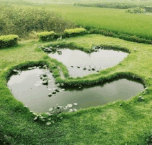 there is a pond in the shape of a heart in the middle of a grassy field .