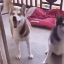 two husky dogs are standing next to each other on a balcony and one is looking at the camera .