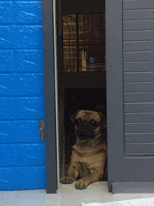 a pug dog laying in a doorway with a blue brick wall behind it