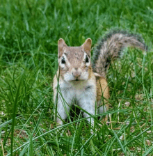 a squirrel is standing in the grass and looking at the camera