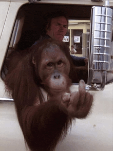 a man is driving a truck with a monkey sticking its head out the window