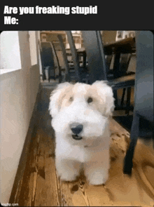 a small white dog is standing on a wooden floor with a caption that says " are you freaking stupid me "