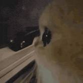 a close up of a cat 's eyes looking at the camera