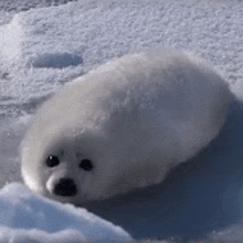 a baby seal is laying on top of a snow covered surface .