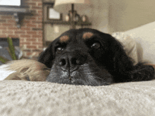 a black and brown dog laying on a couch