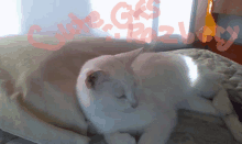 a white cat is laying on a bed with the words cute cats written on the bottom right