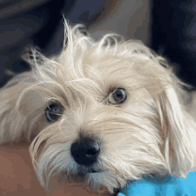 a close up of a dog 's face with a blue shirt behind it