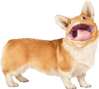 a brown and white dog with its mouth open and its tongue out