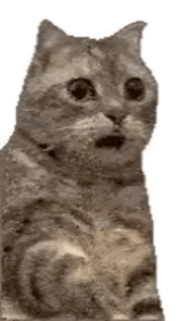 a cat is sitting down with its mouth open and looking at the camera .