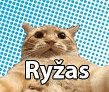 a close up of a cat with the word ryzas written on it .