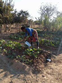 a woman is watering plants in a garden