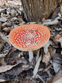 a red mushroom with white spots sits in the leaves