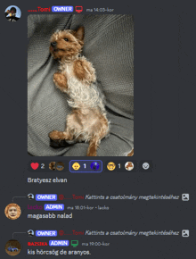 a screenshot of a discord chat with a picture of a dog and the words owner at the top