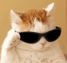 a cat wearing sunglasses is sitting on a chair .